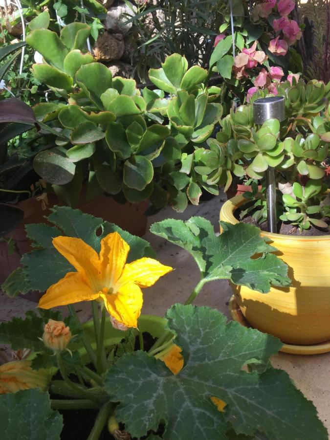 Botanica B&B ซากฮรา ภายนอก รูปภาพ